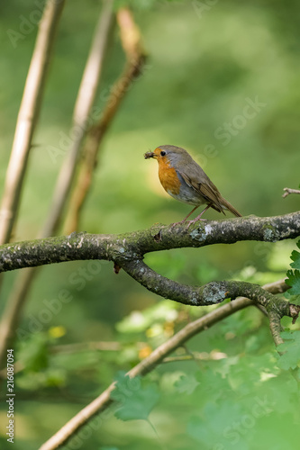 Red robin sitting on a branch with a spider in its beak