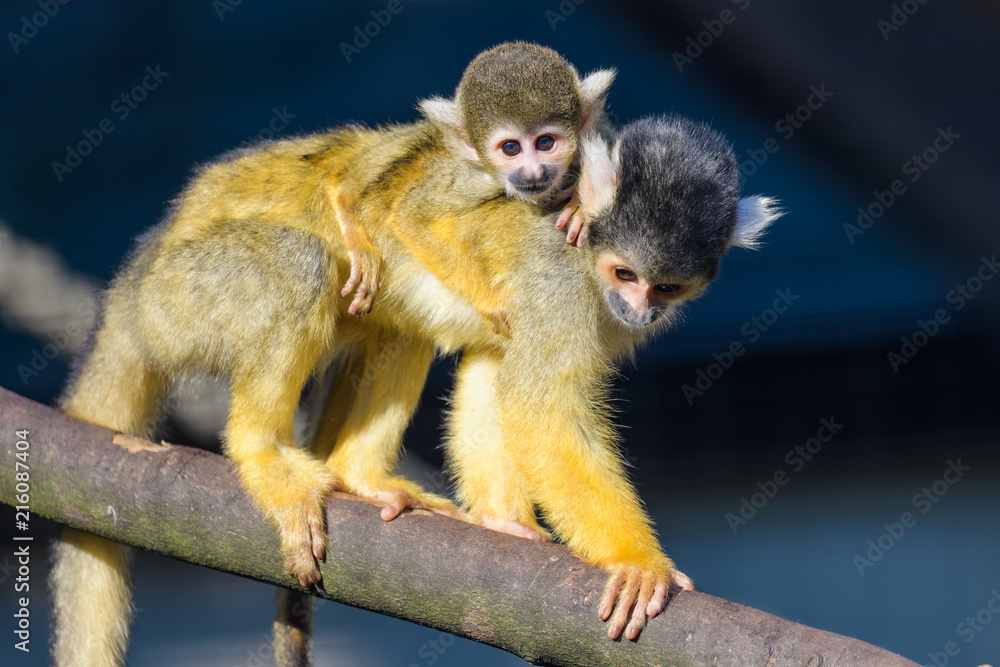 Obraz premium A young squirrel monkey riding on its mothers back