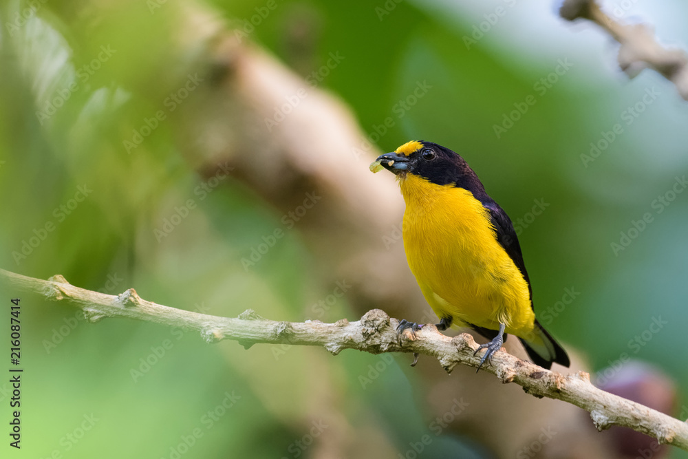 Violaceous euphonia Violaceous euphonia