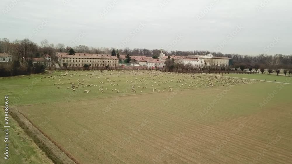 Gregge di pecore al pascolo. Sullo sfondo Villa Arconati in provincia di Milano Gregge di pecore al pascolo. Sullo sfondo Villa Arconati in provincia di Milano