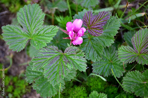 Alaska nangoon berry plant