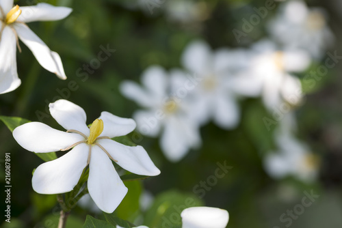 白いクチナシの花と花のボケ