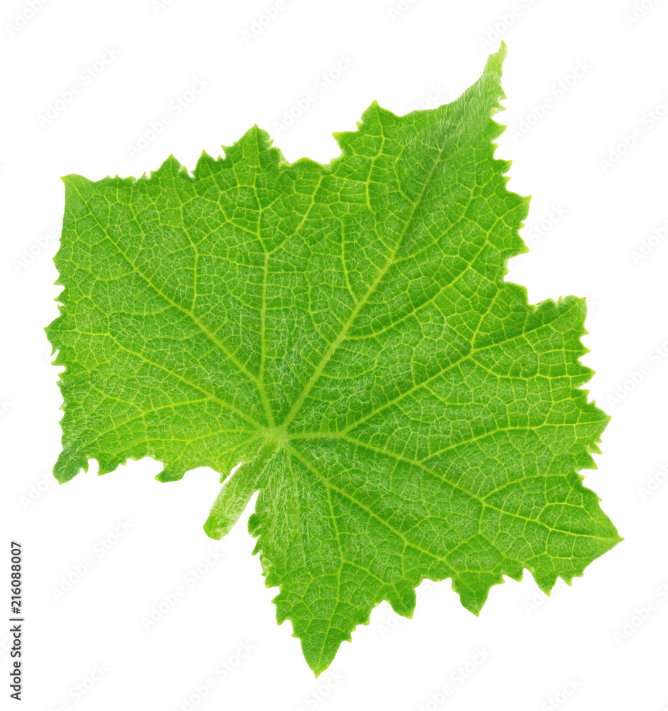 Fototapeta premium Cucumber leaf isolated on a white. Detailed retouch.