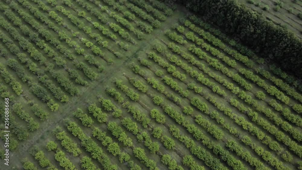 Diagonal rows of trees. Aerial shot. 4K. Diagonal rows of trees. Aerial shot. 4K.