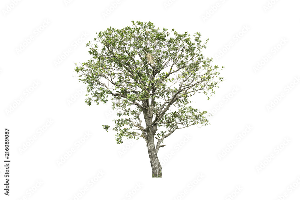 Obraz premium Pojedyncze drzewo na białym tle