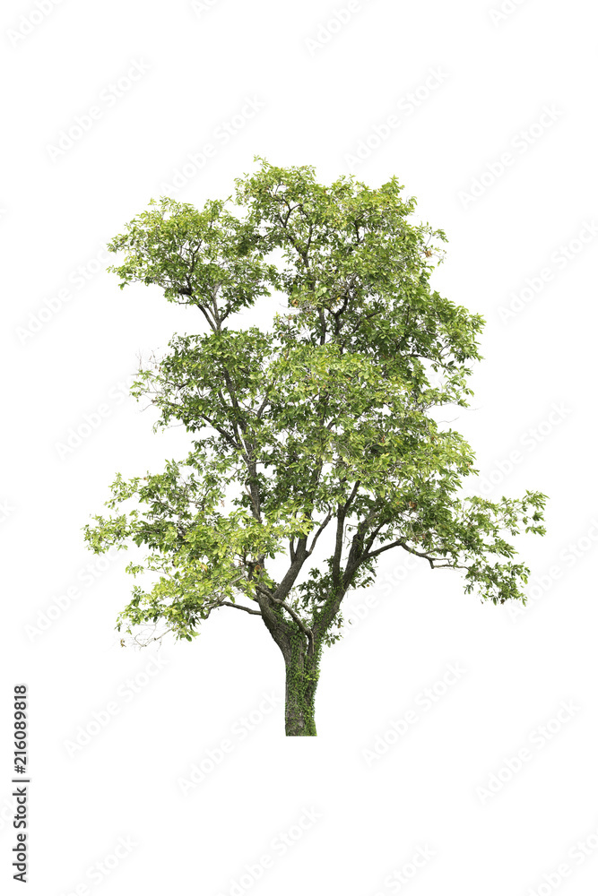 Isolated tree on white background Isolated tree on white background