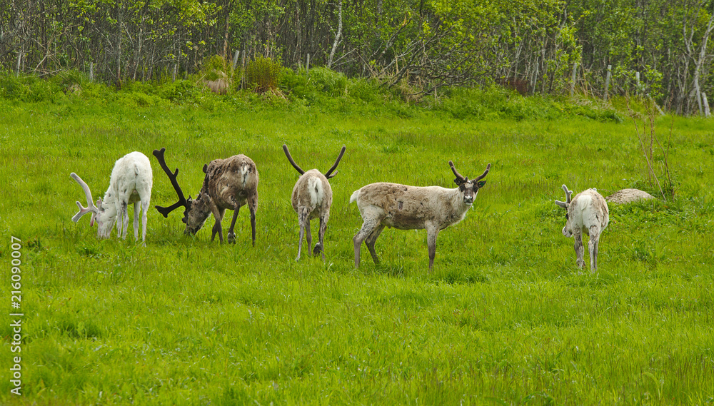 Wild reindeer in norwegian nature during summer time