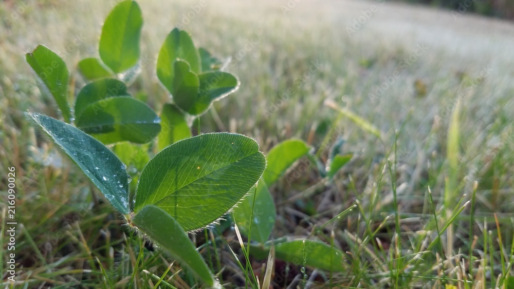 Clover in the field covers with dew in early morning Clover in the field covers with dew in early morning