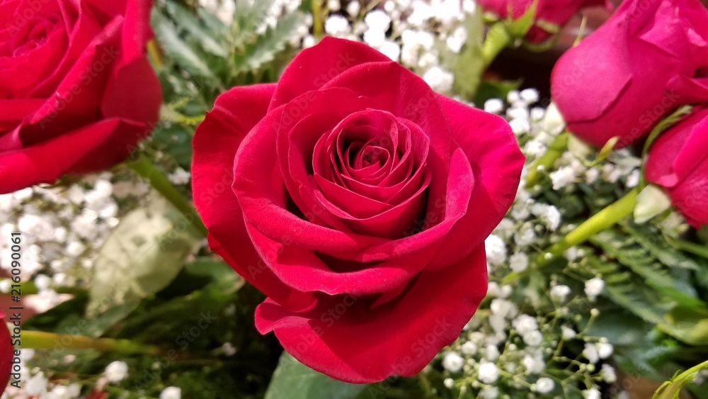 Red roses full blossom in close up Red roses full blossom in close up