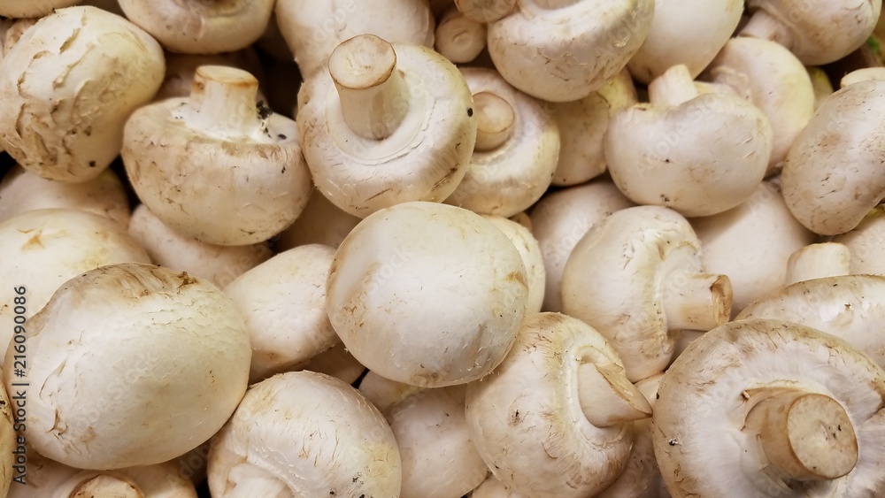 White mushrooms in close up White mushrooms in close up