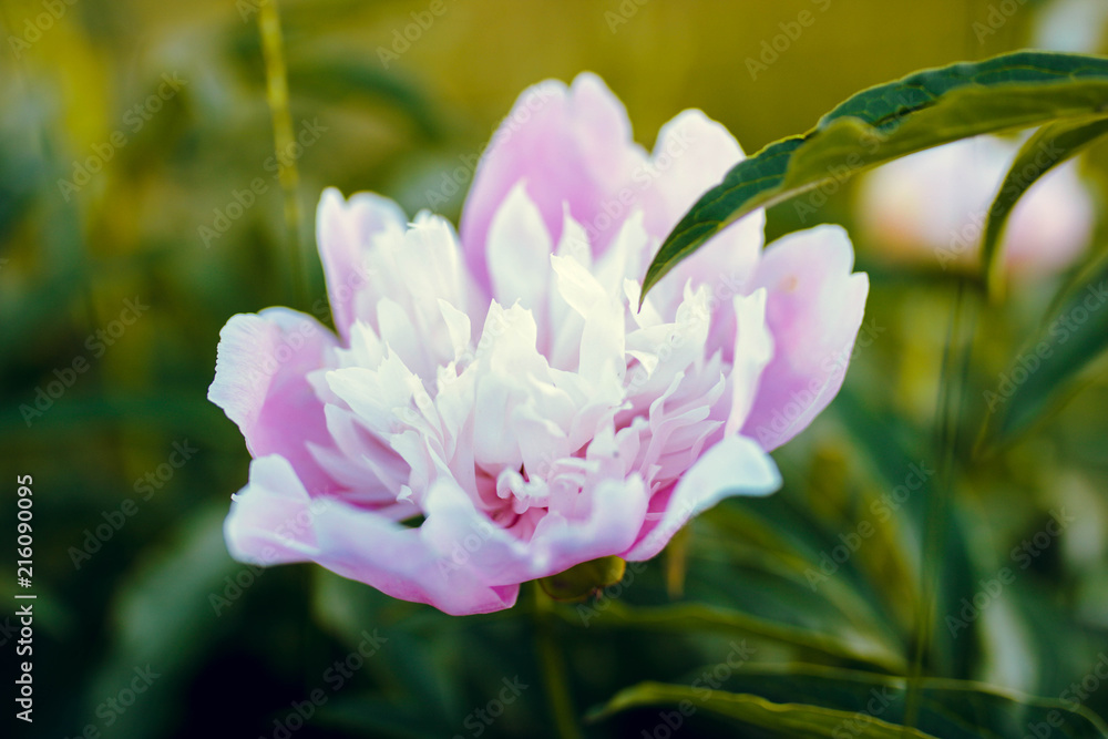 Fototapeta premium blooming pink flower