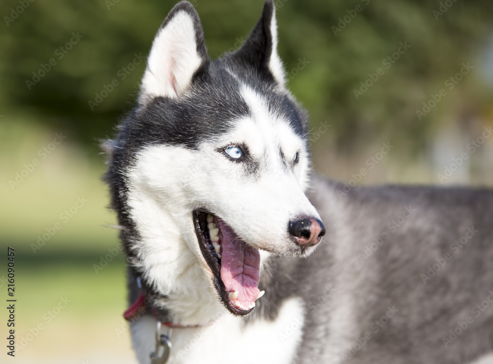 Cute dog Cute dog