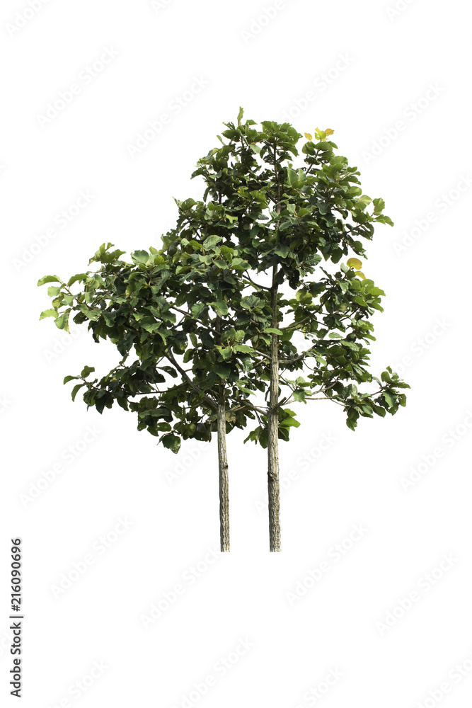 Isolated trees on white background Isolated trees on white background