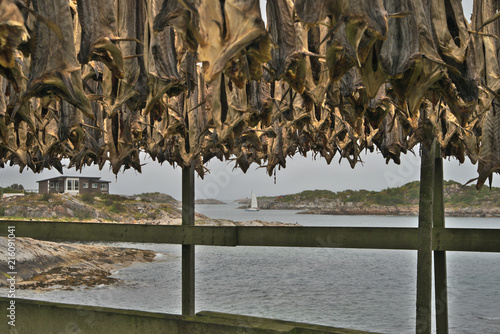 Fototapeta Naklejka Na Ścianę i Meble -  Traditional drying of cod fish in Norway