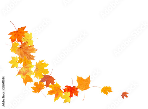 Beautiful autumn leaves on white background