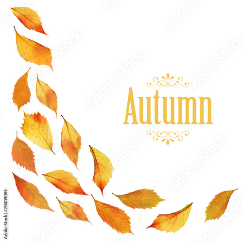 Beautiful autumn leaves on white background