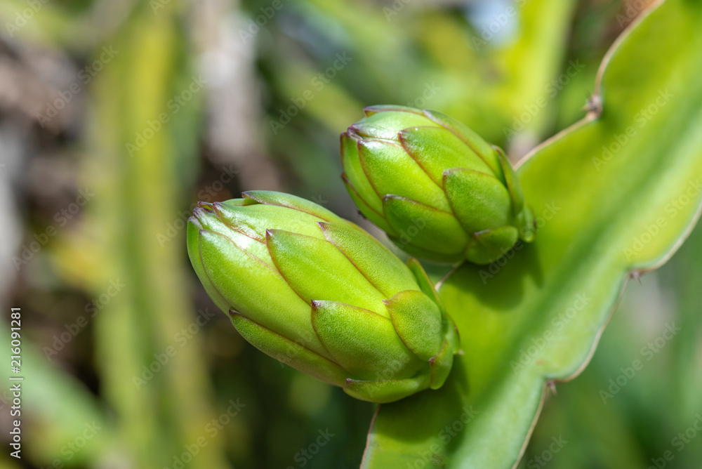 ripe dragon fruit ripe dragon fruit