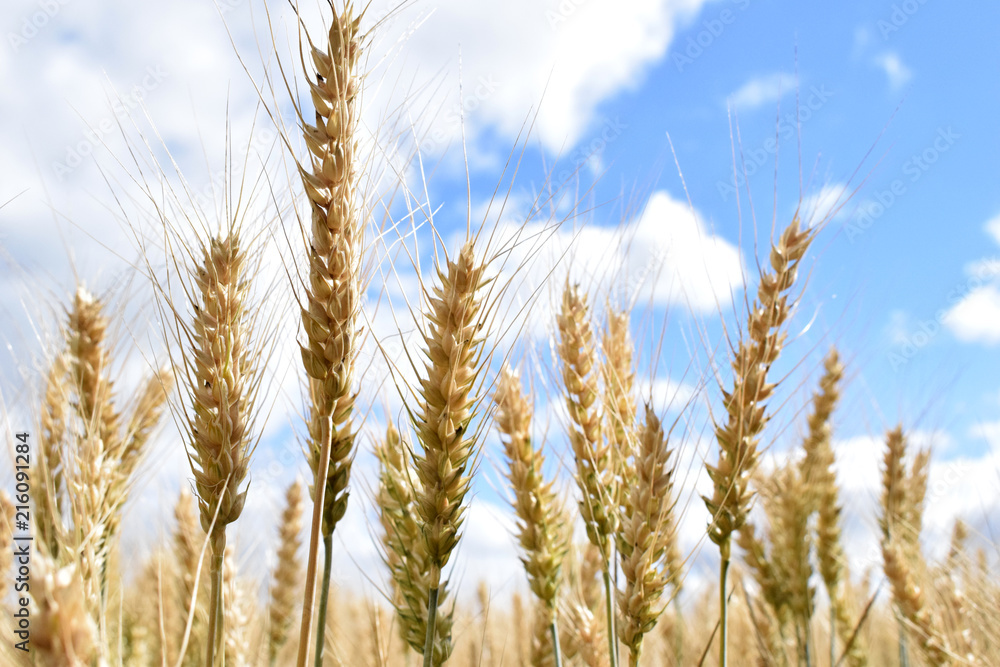 Grain in summer. Grain in summer.
