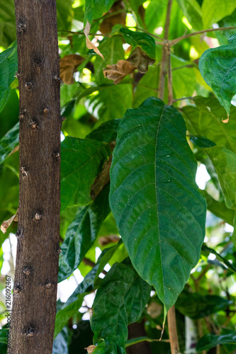 cacao tree with leaves, theobroma cacao malvaceae from south america