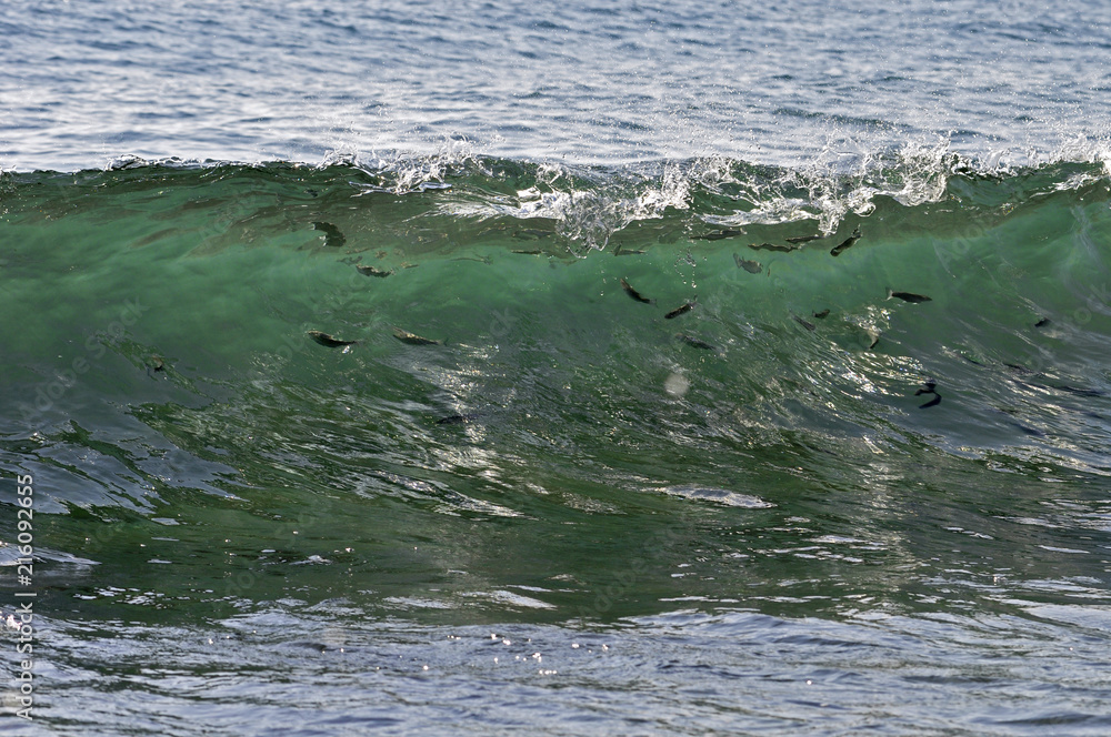 Obraz premium fish in sea waves