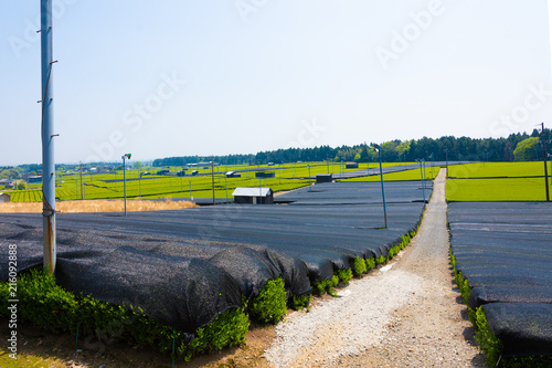 Kabusecha field, Yokkaichi, Mie, Japan