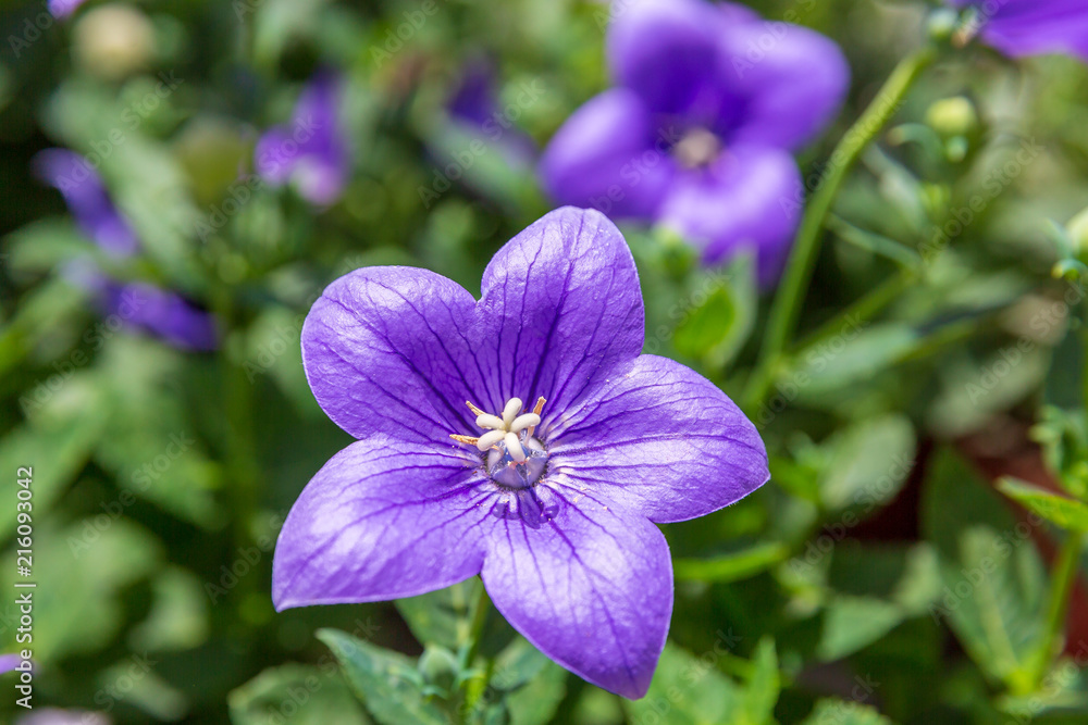 Violet flower of platycodon grandiflorus Violet flower of platycodon grandiflorus
