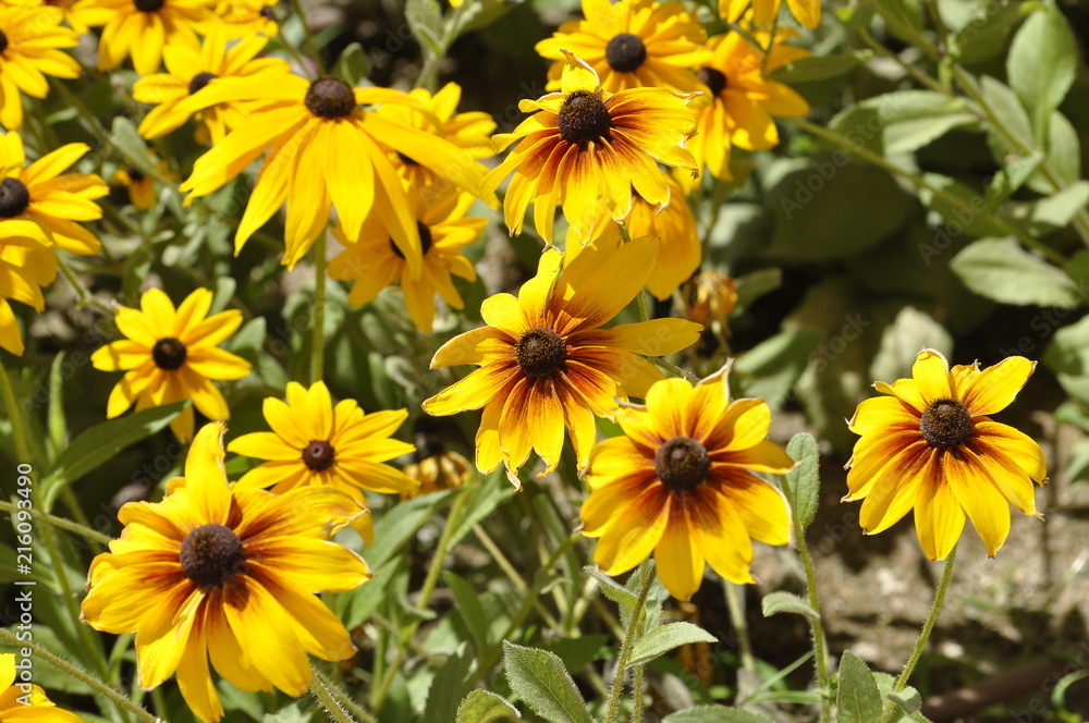 Fototapeta premium yellow flowers in the Park