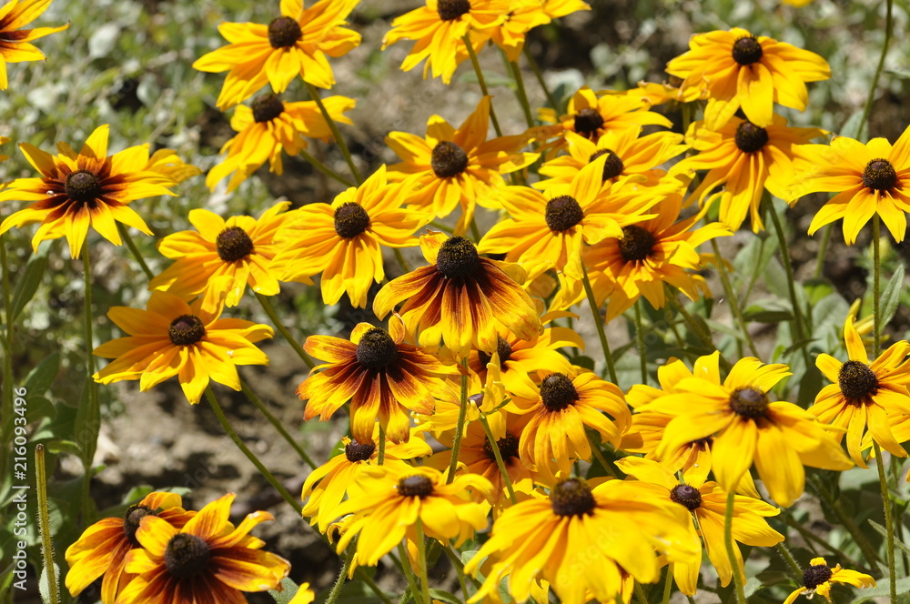 yellow flowers in the Park yellow flowers in the Park