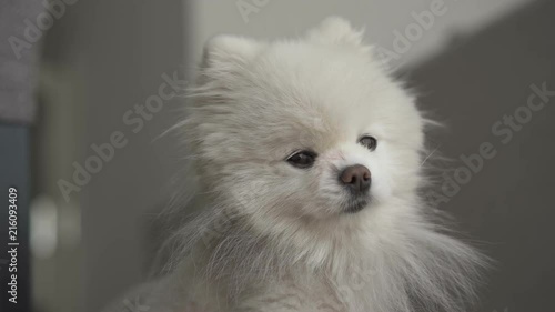 Small white dog looks at camera