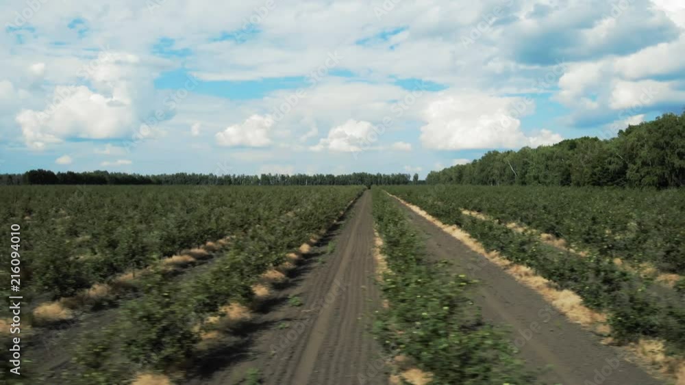 A view of the seedlings of trees from the air, flying over tree seedlings, a garden center, a young apple garden on the field, Rows of tree saplings in the Young apple garden, 4k, aerial A view of the seedlings of trees from the air, flying over tree seedlings, a garden center, a young apple garden on the field, Rows of tree saplings in the Young apple garden, 4k, aerial