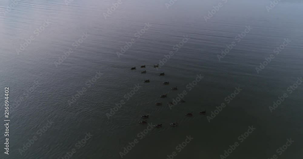 Aerial video of ducks in Lake Lewisville in Texas. Aerial video of ducks in Lake Lewisville in Texas.