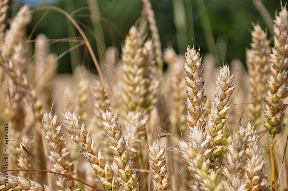 Beautiful landscape of barley wheat field in spring season.