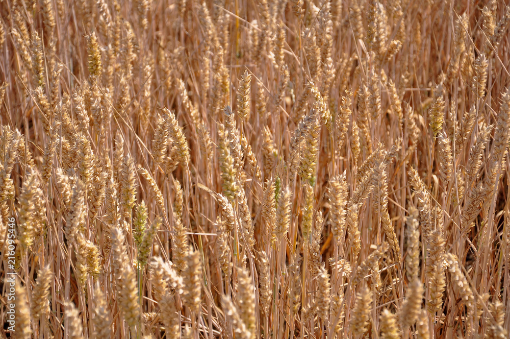 Beautiful landscape of barley wheat field in spring season. Beautiful landscape of barley wheat field in spring season.