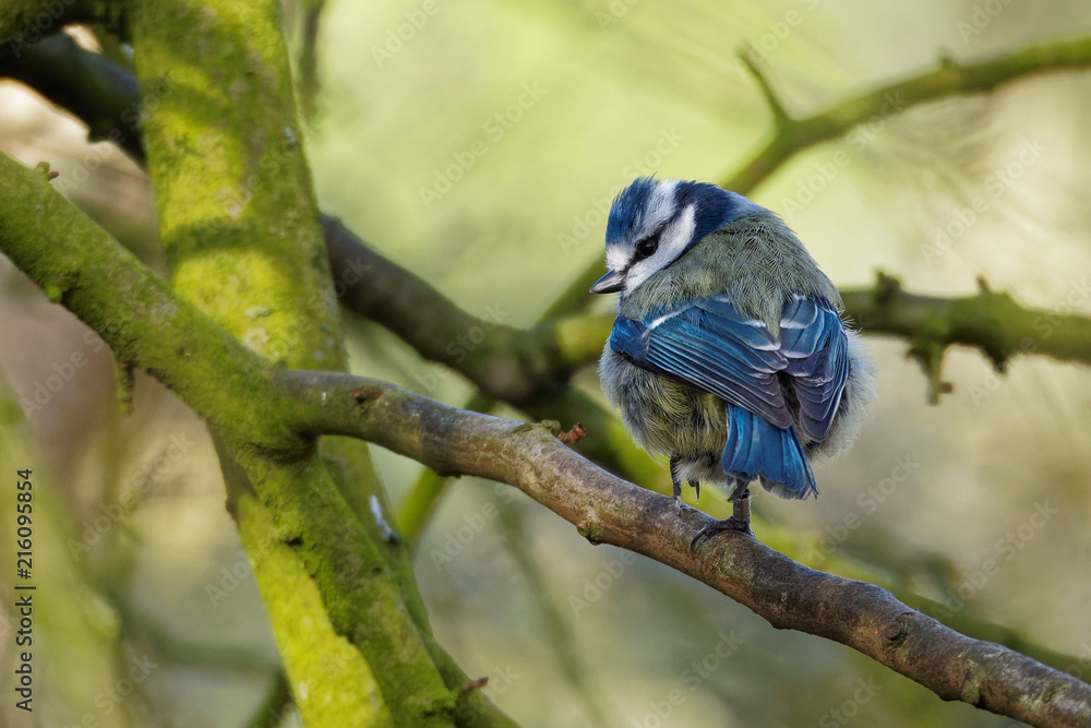 Blue Tit Perched