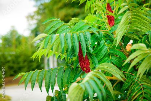 Essigbaum Baum photo