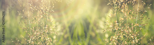 Vegetative background with wildflowers, panorama of a sunny meadow, macro, bokeh background, blur