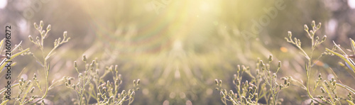 Vegetative background with wildflowers, panorama of a sunny meadow, macro, bokeh background, blur