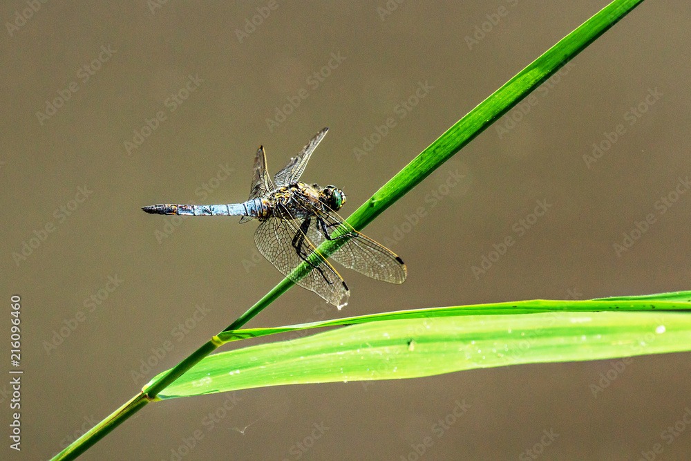 Fototapeta premium Sitting brown dragonfly