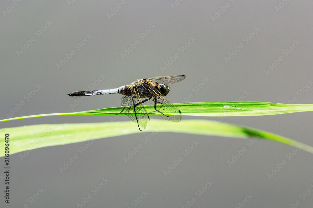 Sitting brown dragonfly Sitting brown dragonfly
