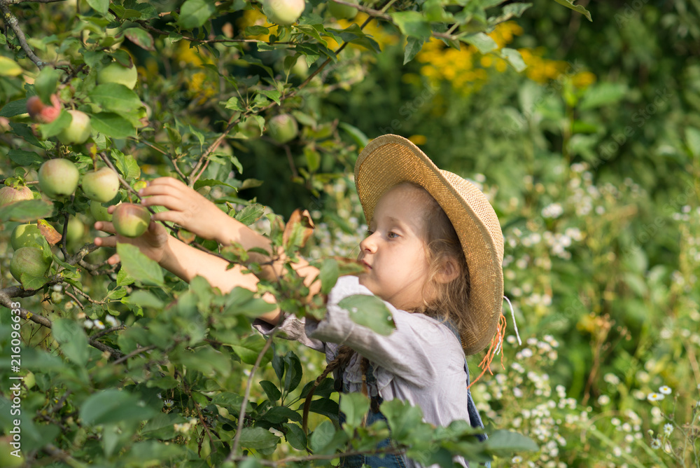 Girl harvesting apples during fall gardening