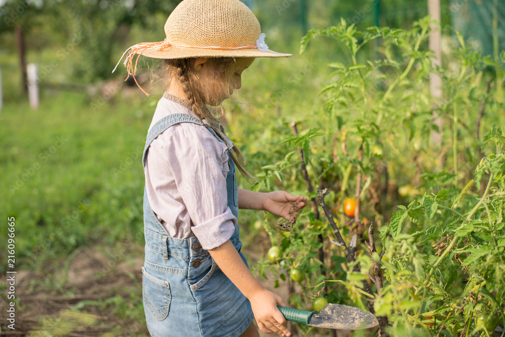 Girl harvesting tomato during fall gardening