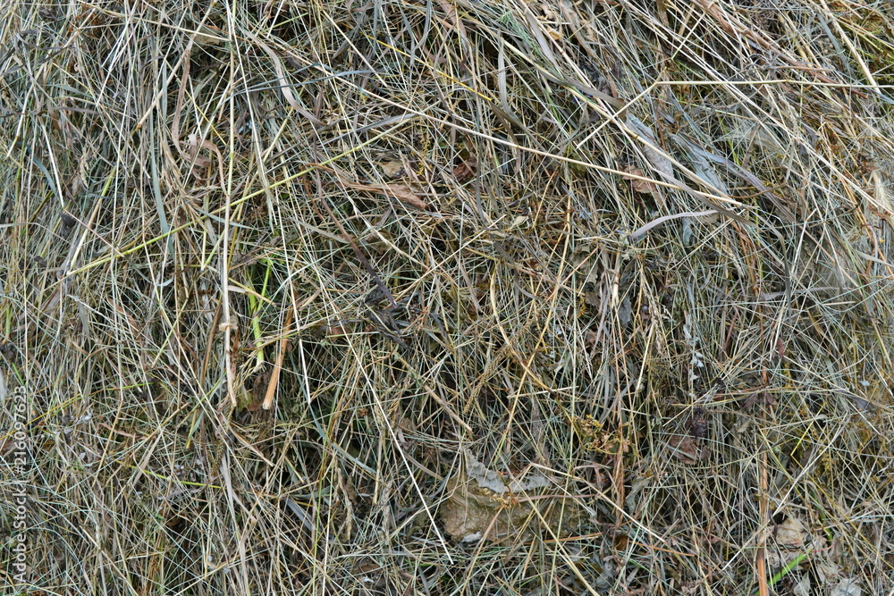 Mown grass, hay, straw close up. Texture. Background Mown grass, hay, straw close up. Texture. Background
