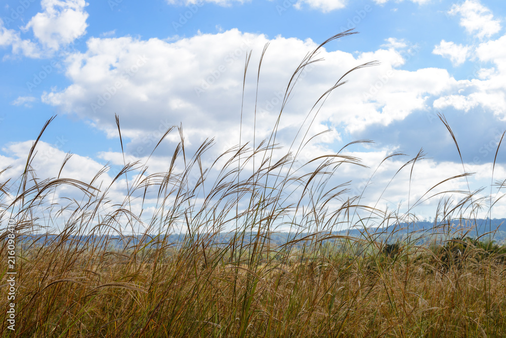 Obraz premium pampas grass in the wind with clouds and sky