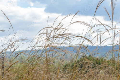 pampas grass in the wind with clouds and sky