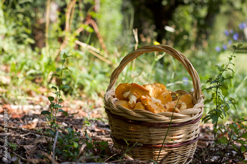 full basket of chanterelle mushrooms in the forest