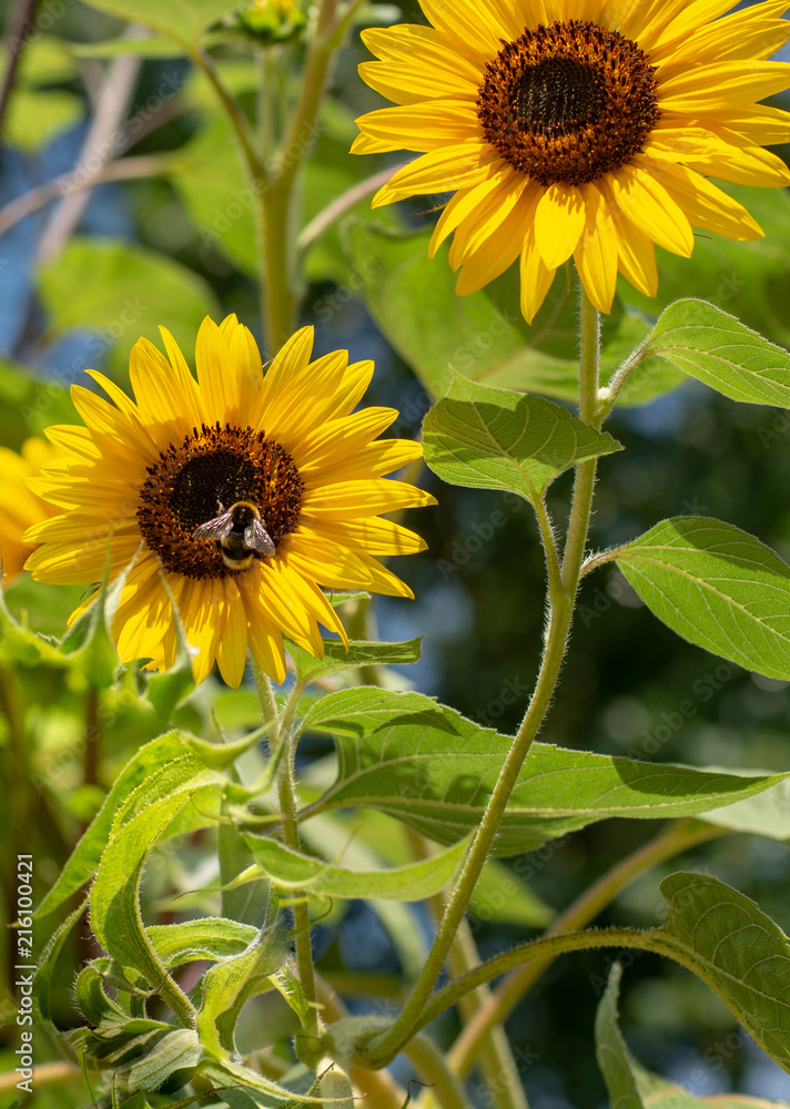 Fototapeta premium Blossom of sunflowers in summer sunny day