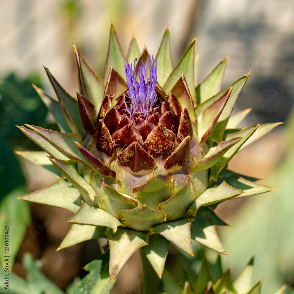 Edible head of artichoke plant in blossom close up Edible head of artichoke plant in blossom close up