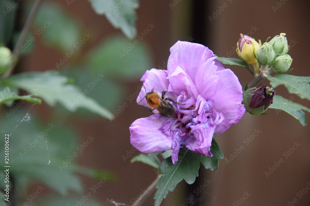 Hummel auf einer Pfefferminzblüte im Garten