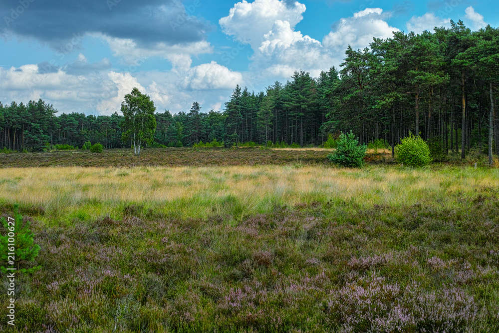 Large green forest in the Netherlands and Belgium, Kempen pine forest and fields full of flowering heather, place for walking and cycling Large green forest in the Netherlands and Belgium, Kempen pine forest and fields full of flowering heather, place for walking and cycling