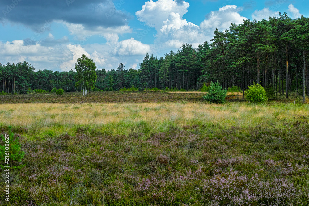 Large green forest in the Netherlands and Belgium, Kempen pine forest and fields full of flowering heather, place for walking and cycling